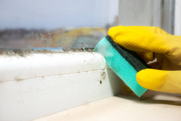 Why You Should Choose Our Mold Remediation Services in Evans, CO